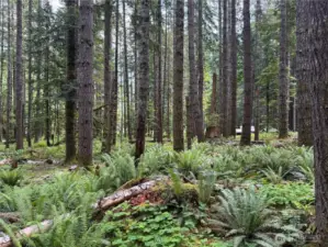 Northern property looking west
