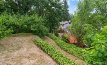 Upper back yard