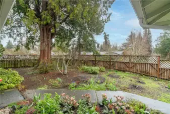 Front yard. This street is quiet and very wide.