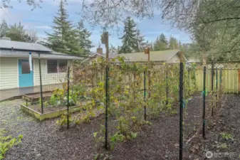 These are berry bushes.