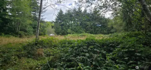 Looking towards 1351 Driveway & location of old satelite dish, electical box, potential homesite, from creek.