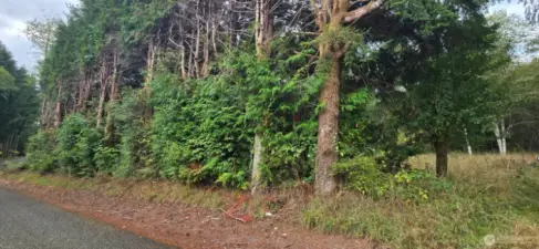Treeline border on road to the left of 1351 Driveway.