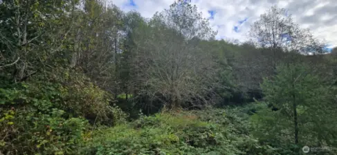 Riverbed at base of trees across road.