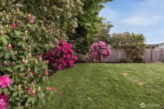 Another view of the back yard.