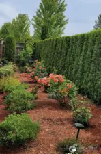 Check out previous listing #866297 and you will see JUST HOW MUCH these owners have done to this peaceful piece of Trilogy. Full fencing privacy hedges, stylish landscaping, extended patio, electrical added to patio, and more! A MUST SEE to appreciate (even mid-winter) you'll appreciate the passion these owners have had to create a haven of a home.