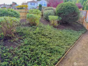 Back yard plantings.