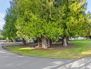 Beautiful cedar trees