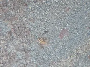 Marker in the road is painted orange so you can see it.