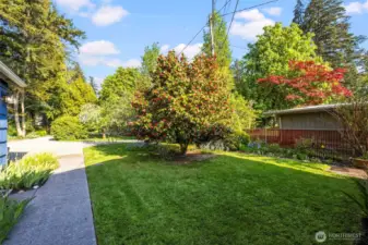 Looking towards the front yard. Fig Tree and Apple Tree