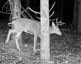 walking through at night