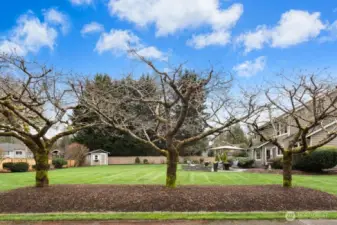 Beautiful cherry trees will be in full bloom soon!