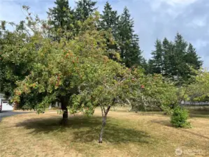 Even bountiful fruit trees.
