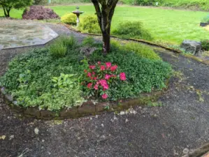 Lovely plantings surround this mature Rhododendron. It truly is a paradise here!