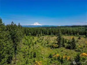 Mt. Rainier View Potential with Timber Harvest