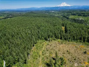Mt. Rainier View Potential with Timber Harvest