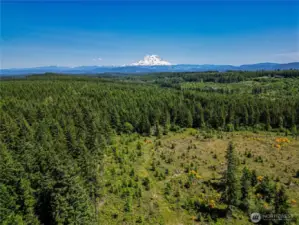 Mt. Rainier View Potential with Timber Harvest