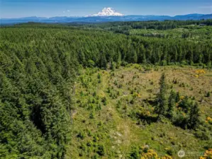 Mt. Rainier View Potential with Timber Harvest