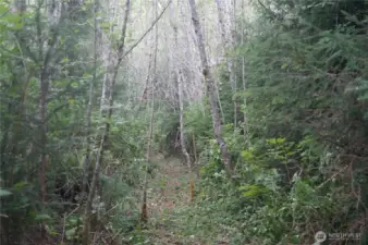 Trail