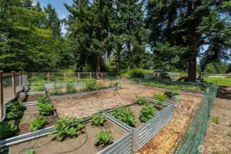 Garden in Backyard, next to Chicken coup