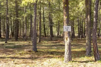 Lot B at 21 Early Winters Drive. Nicely treed Lakeside Lot ready for your dream of building a mountain cabin or home.