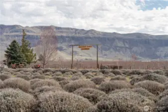 Endless rows of 90 different varieties of  lavender.