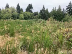 Looking east to the back property line.
