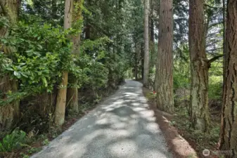 Wonderful mix of sun and trees