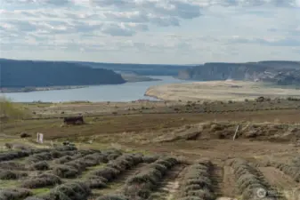Fabulous views of the Columbia.