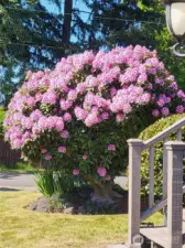Rhododendrons when in full bloom, does not currently look like this.