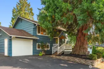 Massive Cedar Tree provides privacy and shade