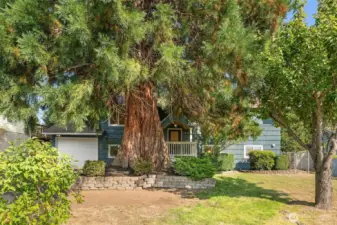 Mature landscaping featuring fruit trees