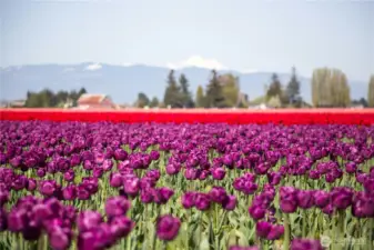 Beautiful Skagit Valley.