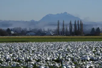 The lush fields of Skagit Valley.