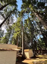 Mature trees on the property
