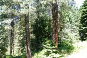 Green forested backyard view from deck