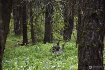 Wild turkeys in yard