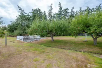 Your very own mature apple trees.