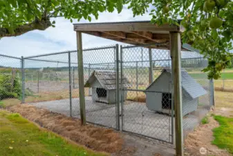 Backyard dog kennels.