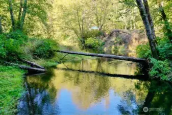 Creek with squirrel bridge