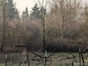 Rear property. fully fenced and cross fenced. The property line is near the tree line. Welcome to #11214 34th Ave E, Tacoma WA 98446. 3200+sf, 4+ br, 3 ba, 1.1 fenced acres.