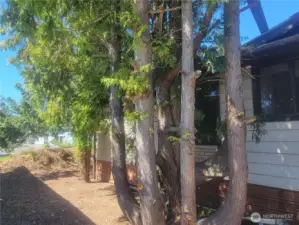 Side Yard Cedars