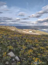 April Spring wild flowers