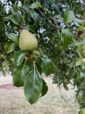 Fruit Trees