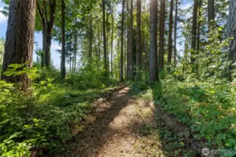 Trail to the lake