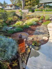 Native drought tolerant plants