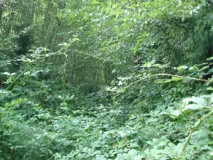 Overgrown easement to lot - Follow arrows
