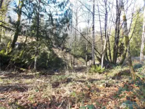 more property toward the creek not cleared and hillside on other side of creek too.