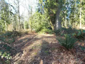 another clearing under the trees