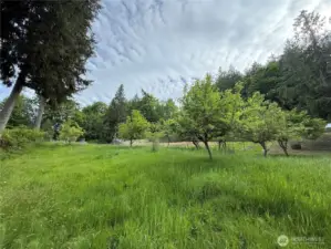 Upper Orchard