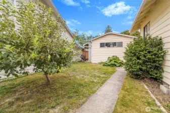 Left side of the house leading to the back yard/shop access. Apple tree.